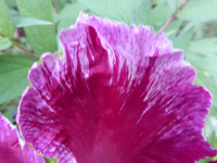 P1360337.webp