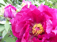 P1360141.webp