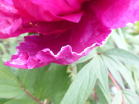 P1360139.webp