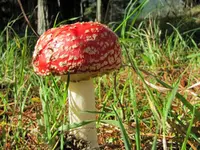 Copy of 2015_04_29Pilze (1)v.webp