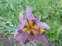 P1360177.webp