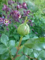 P1360100.webp