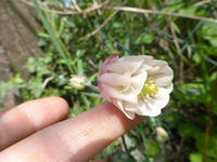 P1350293.webp