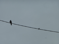 P1350810.webp