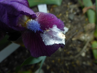 P1350500.webp