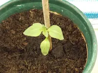 DSCF1077.webp