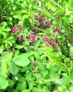 IMG_4421.JPG