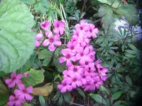 CIMG2454.webp