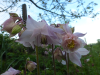 P1360143.webp