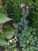 lupe.webp