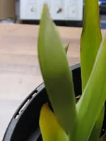 020_600x800.webp