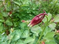 P1350741.webp