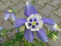 P1320211.webp