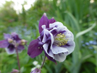 P1360230.webp