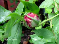 IMG_4426-001.webp