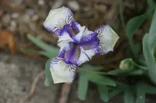 Dunlein 25cm.jpg