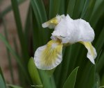 IMG_7290.jpg
