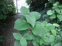 12.Juni 2010 016.webp