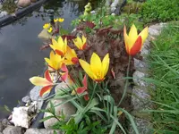 005.webp