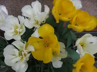 001.webp