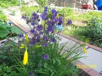 blaue Akelei mit gelber Taglilie.webp