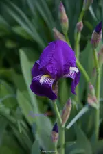 IMG_7320.jpg