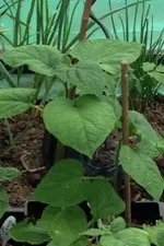 Andenbeeren.webp