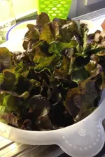 Lollosalat2.webp