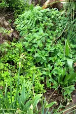 Oregano.webp