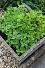 Oregano2.webp