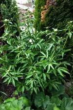 Pfingsrosen.webp