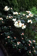 Rhodo.webp