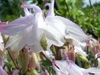 CIMG0208.webp