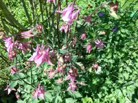 CIMG0184.webp
