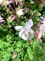 CIMG0183.webp
