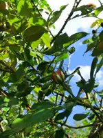 CIMG0215.webp