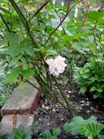 IMG_4431-001.webp