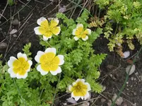 005.webp