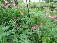 006.webp
