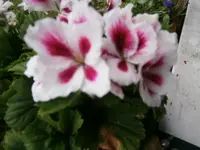 P5060041.webp