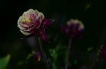 DSC_0207.JPG