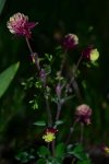 DSC_0209.jpg
