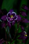 DSC_0216.jpg