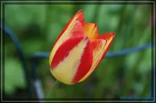 comp_DSC03304.webp