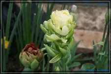 comp_DSC03321.webp