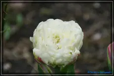 comp_DSC03324.webp