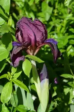 DSC_4399.webp