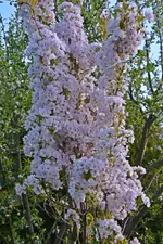 DSC_4407.jpg