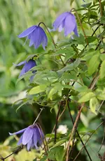 DSC_4409.jpg