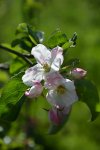 DSC_4410.JPG